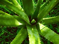 Aspetti interessanti riguardanti l'aloe vera
